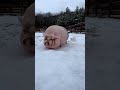 Very Fat Cute Pig Shorts Animals Very Fat Cute Pig Shorts Animals