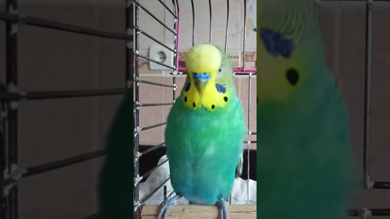 Çok Mutluyuz #birds #talkingparot #muhabbetkuşu #blackfacebudgie #budgies #parrot #birdsong