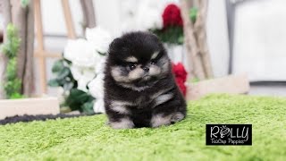 Very Unique Black & White Pomeranian Bear - Rolly Teacup Puppies