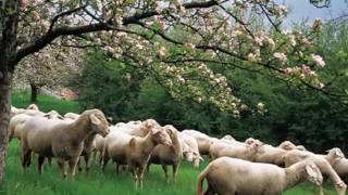 socio cultural evolution theory
