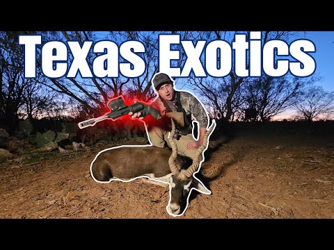 The UNUSUAL Ways of Hunting TEXAS Exotics