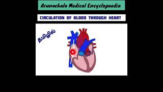 Circulation of Blood through Heart in, Tamil/Anatomy of Heart in Tamil