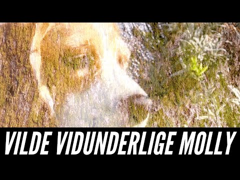 Video: 5 fælles myter om hunde om vinteren