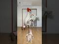 [ﾄﾞｩﾄﾞｩﾄﾞｩﾝ猫]ちょうどいい音がすると思ったら母でした #猫ミーム #猫ダンス #猫ダンスEDM #猫EDM #CatDancingtoEDM #きぐるみ母さんEDM #音ゲー