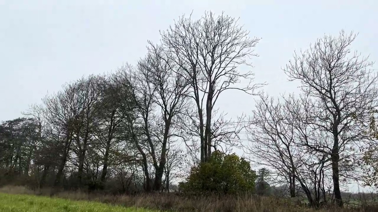 Borderline, MBTI and IQ-tests