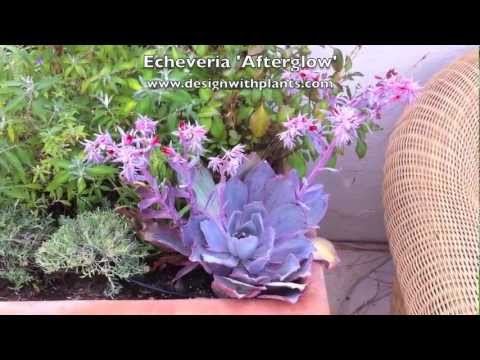 Video: Echeveria Nhị Sắc Hoa