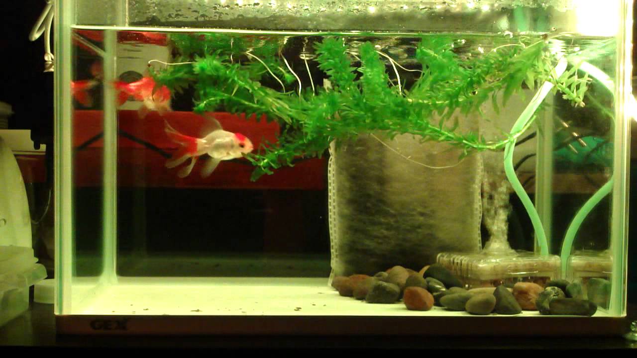 一瞬 黒板 信号 水槽 ライト 金魚 Angelical Web Jp