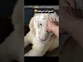 اصوات الغضب حيوانات مفترس 