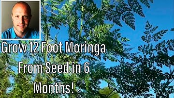 Kweek 3,5 meter hoge moringa uit zaad in 6 maanden! In de woestijn!