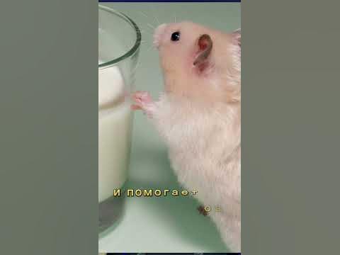 Самое дорогое молоко в мире - YouTube