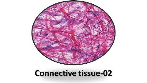 Connective tissue (Part-2). Prof. Dr. Md. Ashfaqur Rahman