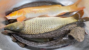 Kem Chanel bắt cá, cá chép, cá vàng, con vịt, cá trê bự, con ếch, con mèo, cá sấu, thả về bể bơi mới