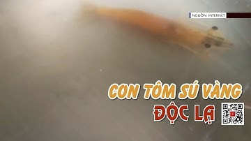 Tôm sú vàng 3 râu hiếm gặp ở Cà Mau gây xôn xao | BẢN TIN NÔNG NGHIỆP 01/6/2025