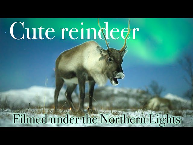 Reindeer under the northern lights - filmed in realtime (4K) class=