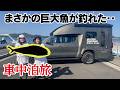 【車中泊日本一周】マグロ釣りのはずが…まさかのヤバい巨大魚が釣れました。/キャンピングカー・三重・京都・滋賀