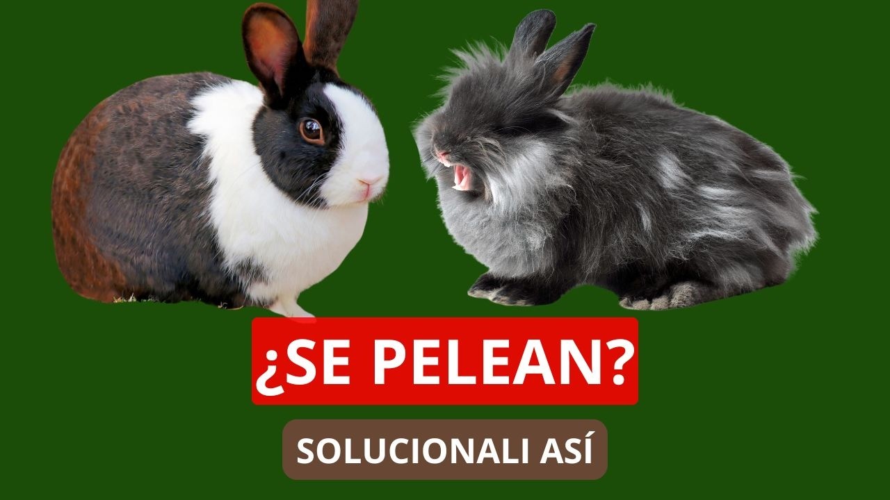 Como Socializar Dos Conejos que se pelean en 20 días