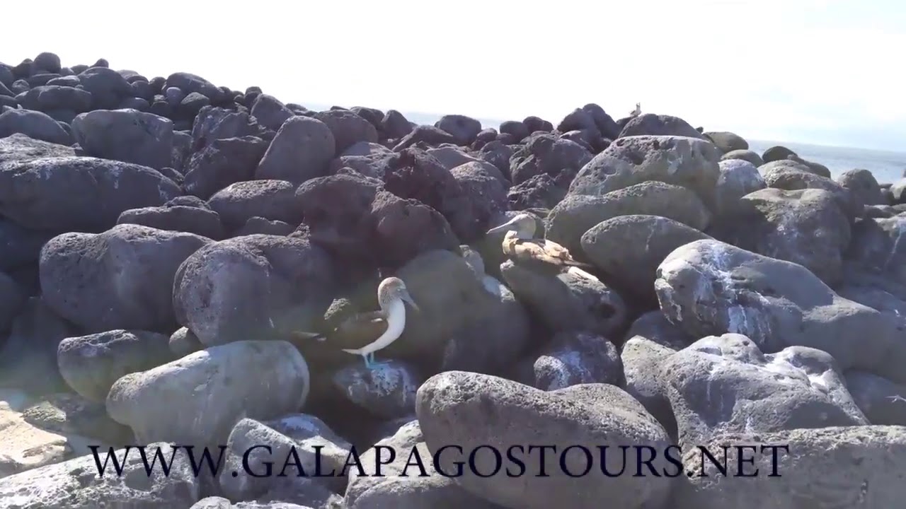 Wolf Island -  Galapagos Islands Tours