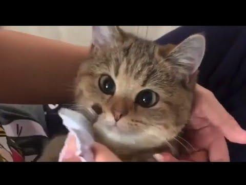 Cat playing with ball |cute cat willing to taste the milk paste| cat playing with banana| cat lovers