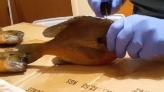 FASTEST FISH CLEANING EVER ( SPEED CLEANING ) recordtime fastest fillet video properly done