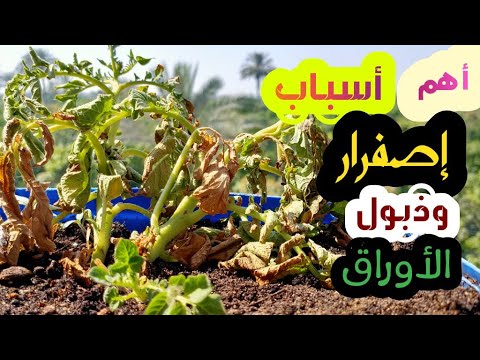 فيديو: البازلاء الذابلة - أسباب ذبول نباتات البازلاء