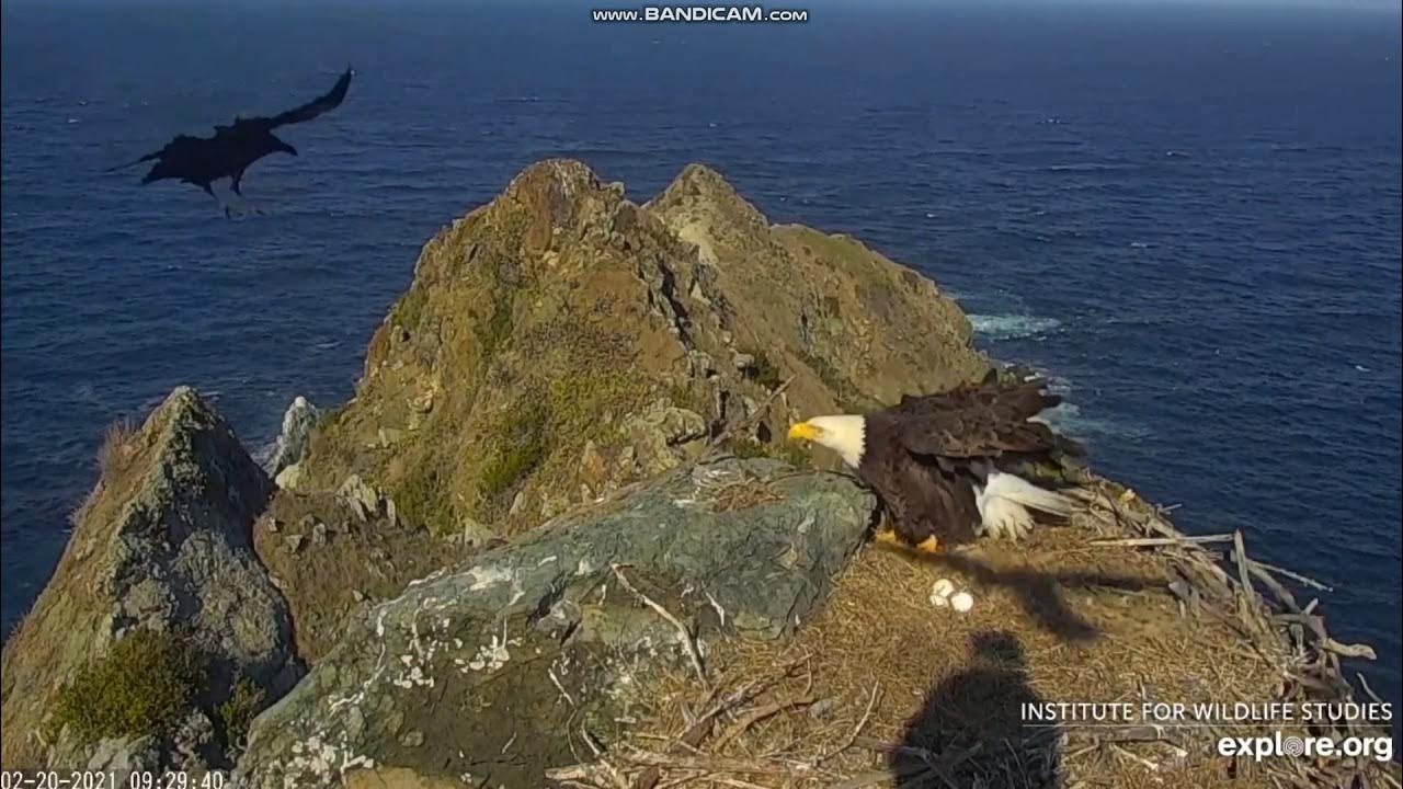 West End Bald Eagle Cam Catalina Island, California, USA - kruki