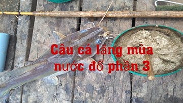 Câu cá lăng mùa nước đổ phần 3