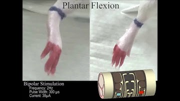 Thin Film Multi-Electrode Softening Cuffs for Selective Neuromodulation