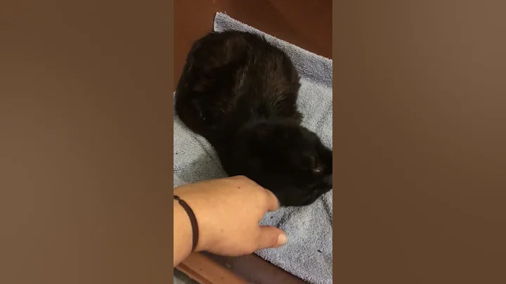 First purr