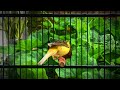 The Ultimate Canary Singing Video From A Legend Belgian Canary Singing mp3