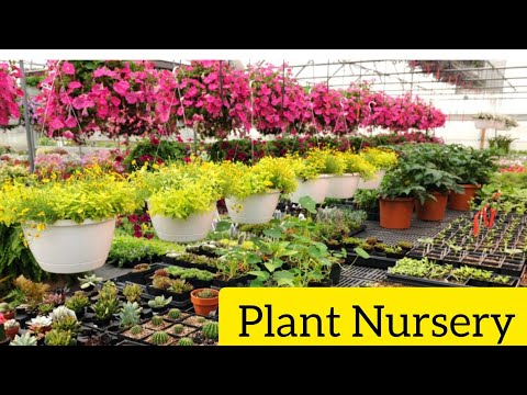 Video: Michurinskiy garden ialah tapak semaian tumbuhan buah-buahan yang unik