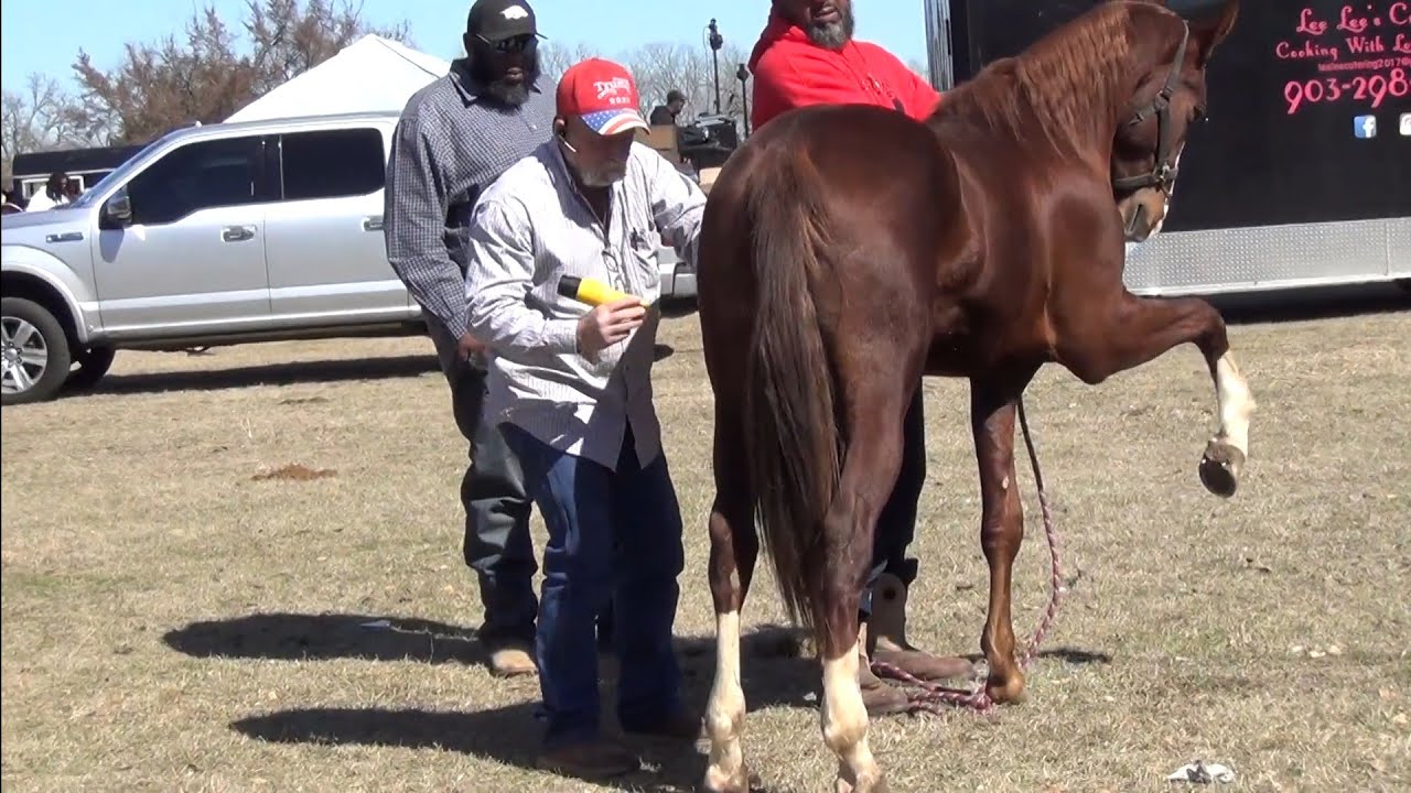 Freeze Branding a Horse (Part 1) YouTube