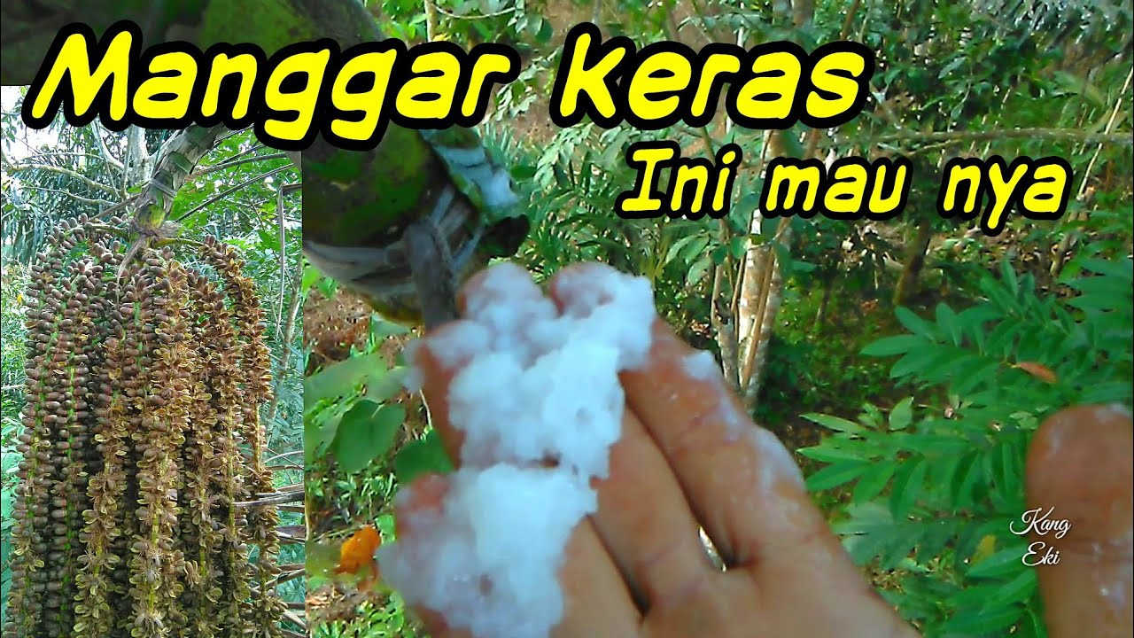 Pemotongan bunga aren keras| langsung tampung