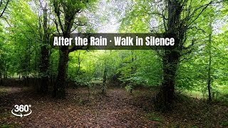 360° Forest Walk After Rain | Pure Nature Calm &amp; Clarity 🌧️