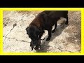 犬がゴミ袋をあさり黒い何かを口に咥えてる…なんとそれは!