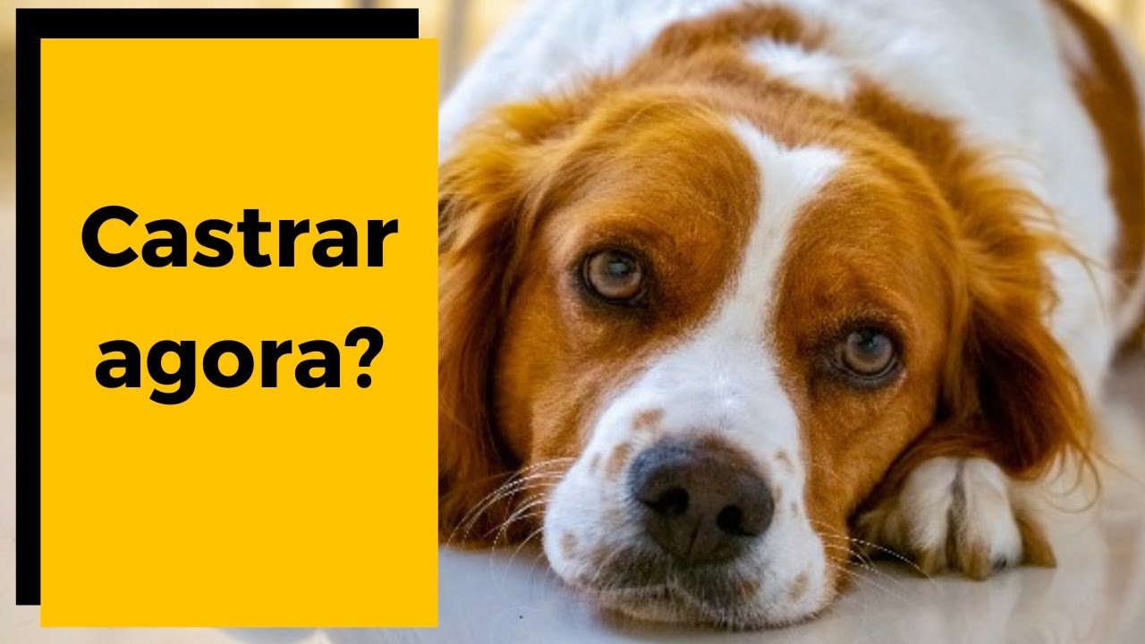 PODE CASTRAR CADELA NO CIO? Será que é perigoso?