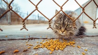 15年以上、野良猫のお世話をし続ける夫婦。寒い冬が来ると、あるものを用意してあげた。