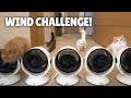 Extreme wind challenge will the cats be blown away  kittisaurus