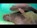 Ламантины (Manatee) дружелюбные животные