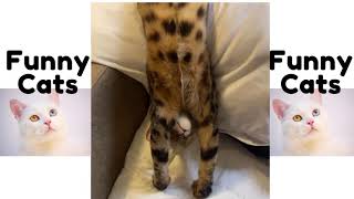 Funny Cats #shorts Part 6 These Cats will make you laugh by Funny Cats No views 2 years ago 41 seconds