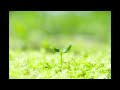 ひだまりの詩 cover/雨灯朔