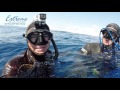 Spearfishing massive doggies!