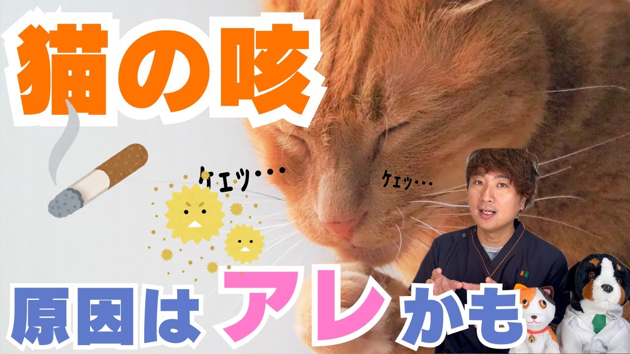 【猫の病気】猫喘息について院長が分かりやすくお話しします