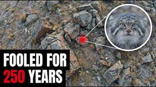 How The World's Oldest Cat Survives On Mount Everest