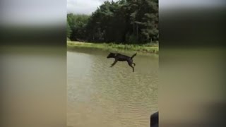 Watch Dog Get Blindsided And Fly Through The Air After Crashing Into Water Slide