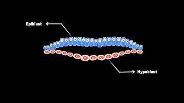 What is primitive streak?
