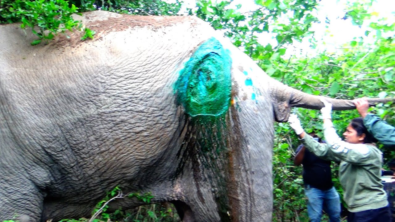 Abscess Popped from Elephants Leg, Timely treatment from Kind Humans