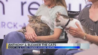 FURRY FRIDAY: Meet the cats, Anthony & Bleaker