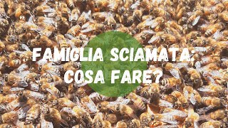 Apicoltura: famiglia sciamata, che fare?