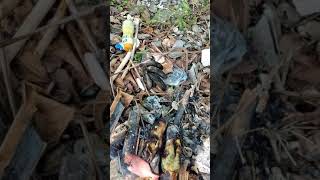 Bakar ikan segar di pulau Rarangane Tobelo Halmahera Utara🤩