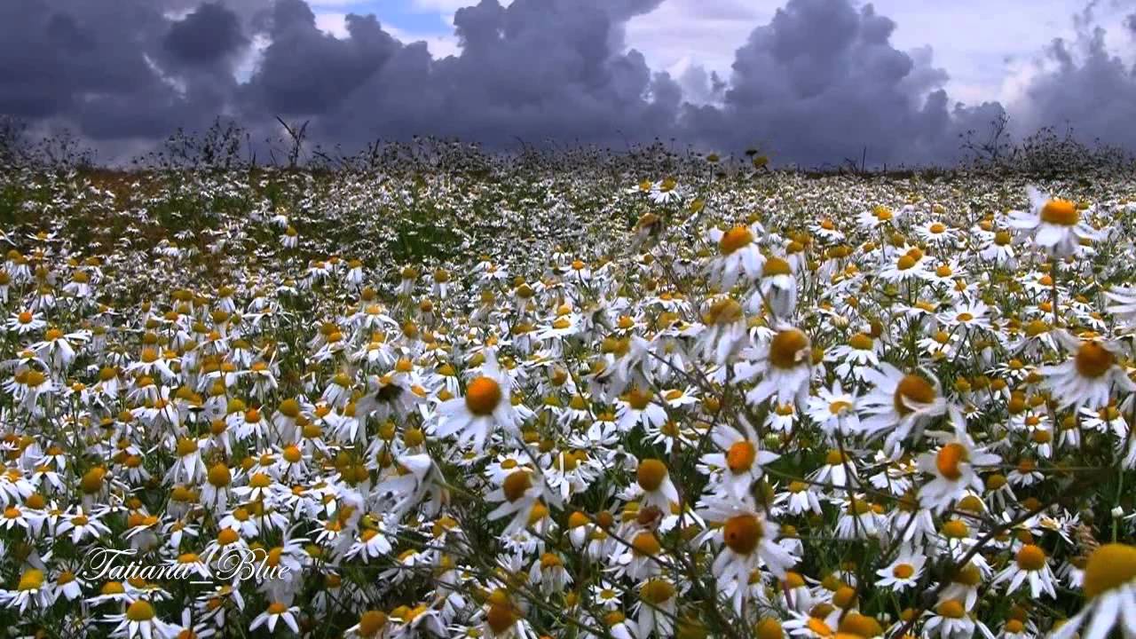 YouTubeで♡ Spring Love ♡ - Giovanni Marradiを視聴 YouTubeで♡ Spring Love ♡ - Giovanni Marradiを視聴